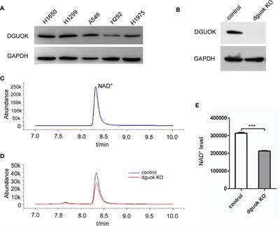 Mitochondrial Deoxyguanosine Kinase Regulates NAD+ Biogenesis Independent of Mitochondria Complex I Activity